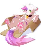 amount:solo bell-collar body-type:feral body-type:semi-anthro cardboard-box collar cramped embarrassed heterochromia nervous species:cat visibly-shy // 3572x4096 // 644KB