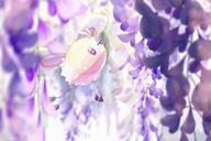 amount:solo atmosphere:flowers body-type:blob body-type:feral flower hall-of-fame:bronze hall-of-fame:silver species:cutiefly style:contrasting-colors style:intentional-blur style:painted wisteria // 2048x1366 // 261KB